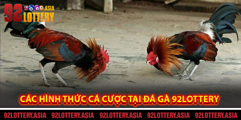 Các Hình Thức Cá Cược Tại Đá Gà 92LOTTERY