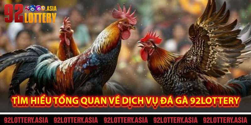 Tìm Hiểu Tổng Quan Về Dịch Vụ Đá Gà 92LOTTERY